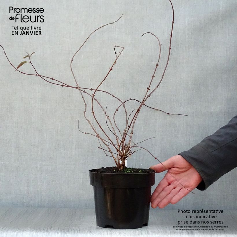 Amostra de Deutzia elegantissima Rosealind Vaso de 2 L/3 L tal como entregue no inverno