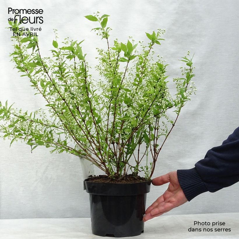 Amostra de Deutzia gracilis Vaso de 2 L/3 L tal como entregue na primavera