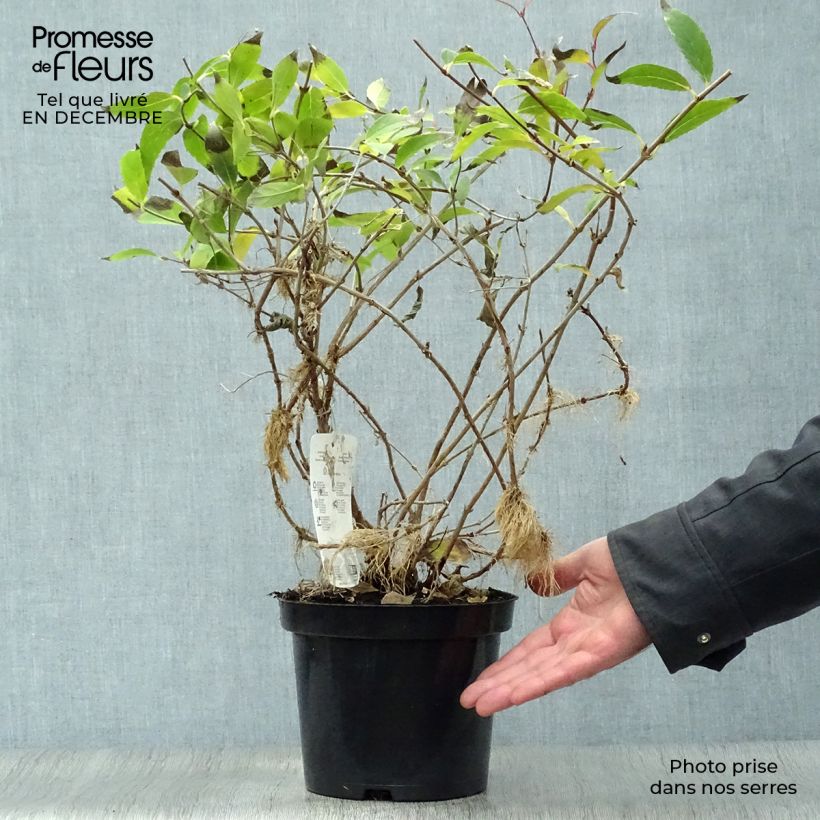 Amostra de Deutzia gracilis - Deutzie Vaso de 2 L/3 L tal como entregue no inverno