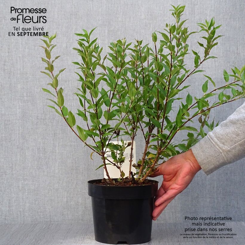 Amostra de Deutzia gracilis Vaso de 2 L/3 L tal como entregue no outono