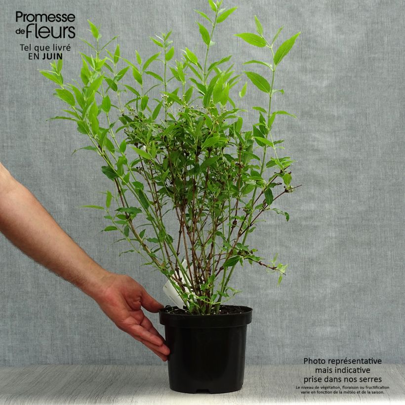 Amostra de Deutzia gracilis Vaso de 2 L/3 L tal como entregue no verão