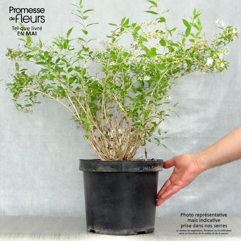 Amostra de Deutzia gracilis Vaso de 4 L/5 L tal como entregue na primavera