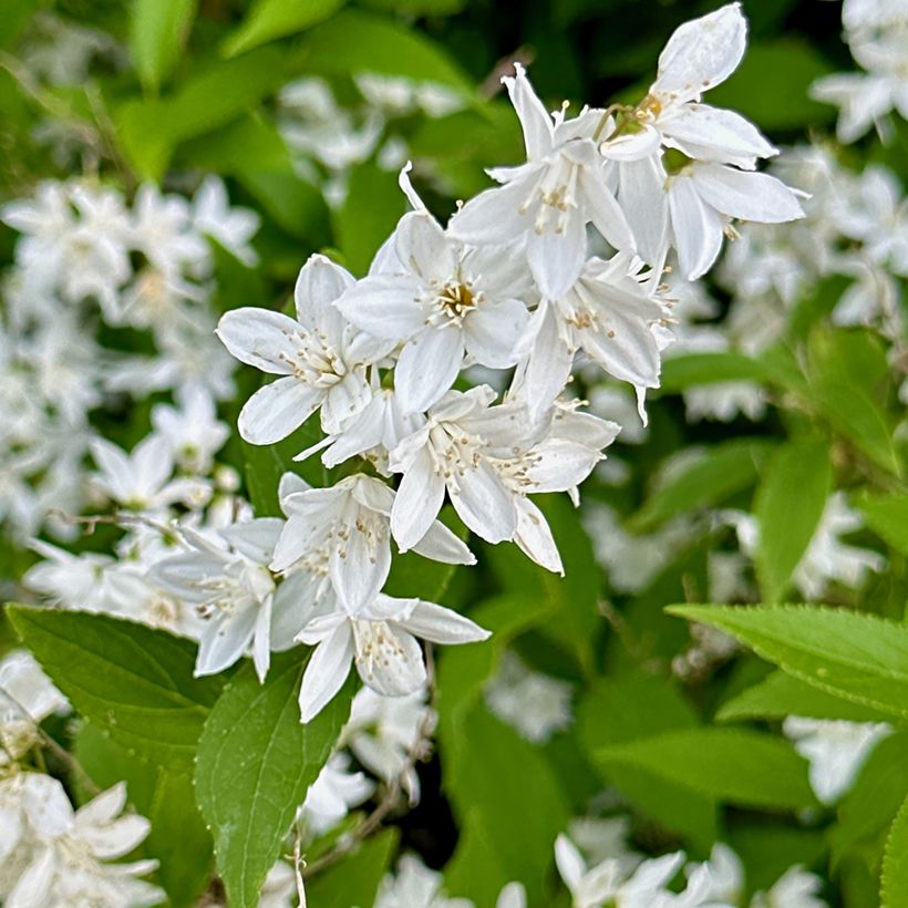 Deutzia gracilis (Floração)