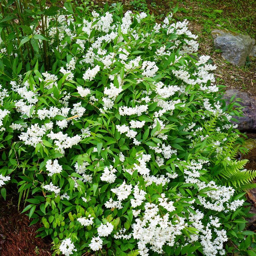 Deutzia gracilis (Hábito)