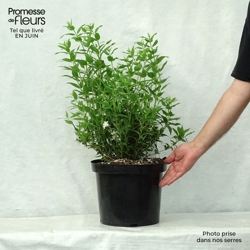 Amostra de Deutzia gracilis Nikko Vaso de 7,5 L/10 L tal como entregue no verão