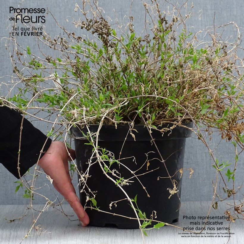 Amostra de Deutzia gracilis Nikko Vaso de 7,5 L/10 L tal como entregue no inverno