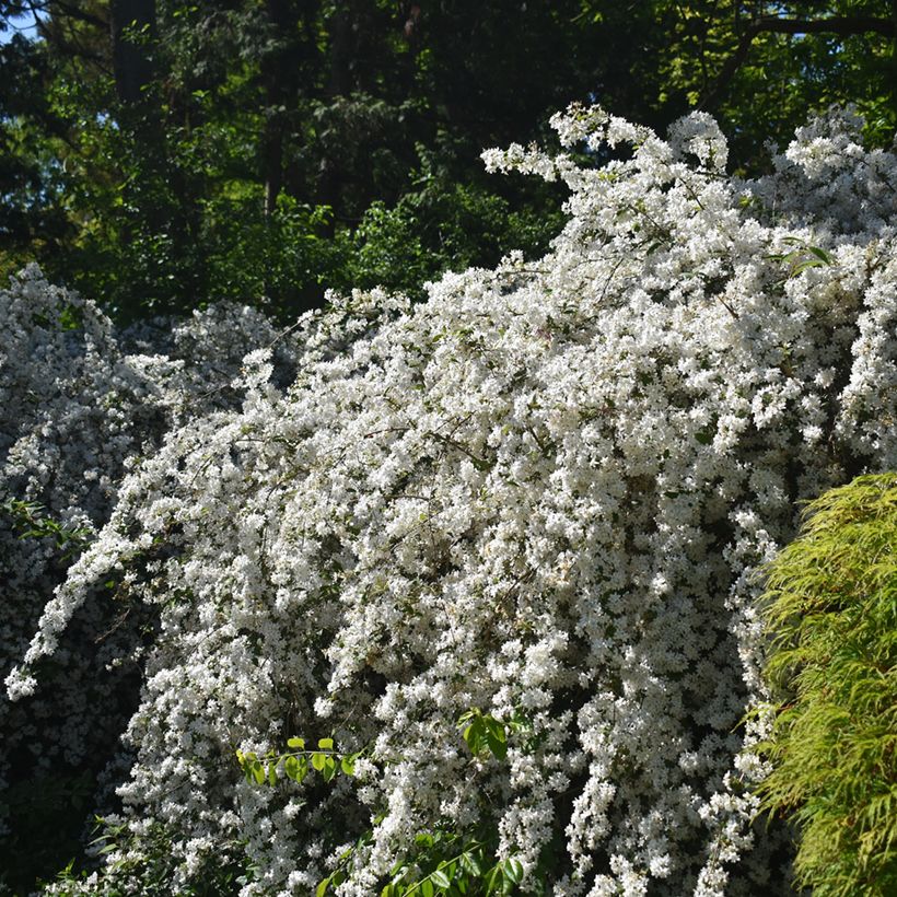 Deutzia gracilis Nikko (Hábito)