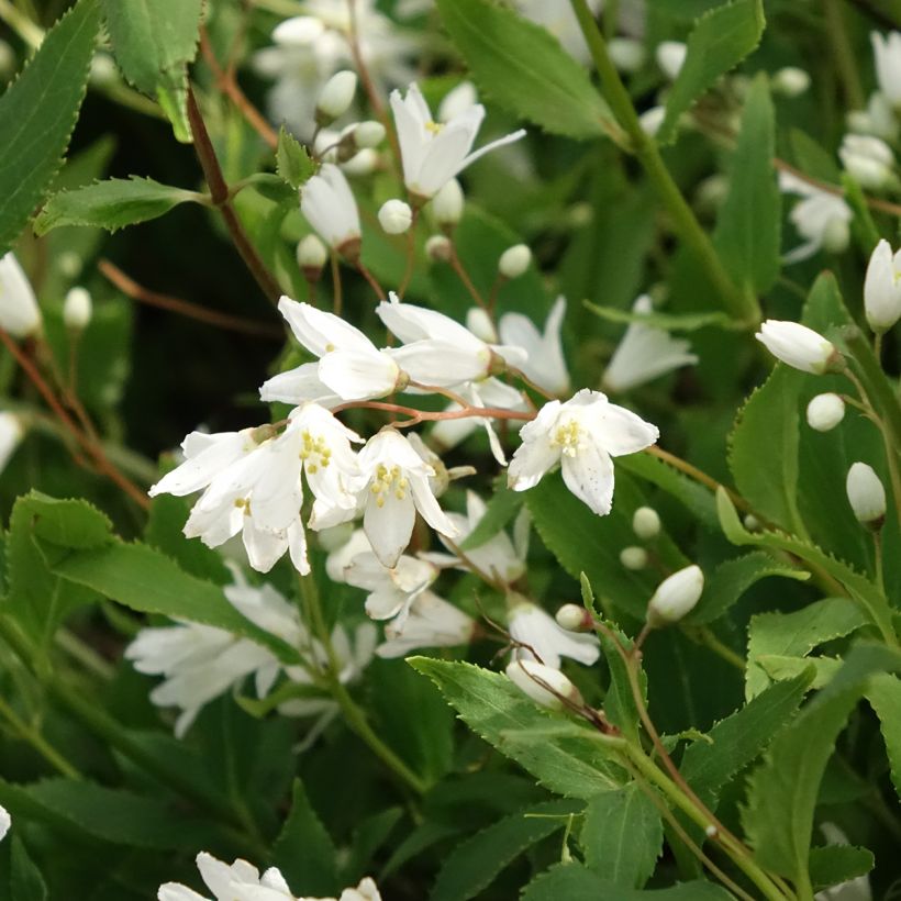 Deutzia gracilis Nikko (Floração)
