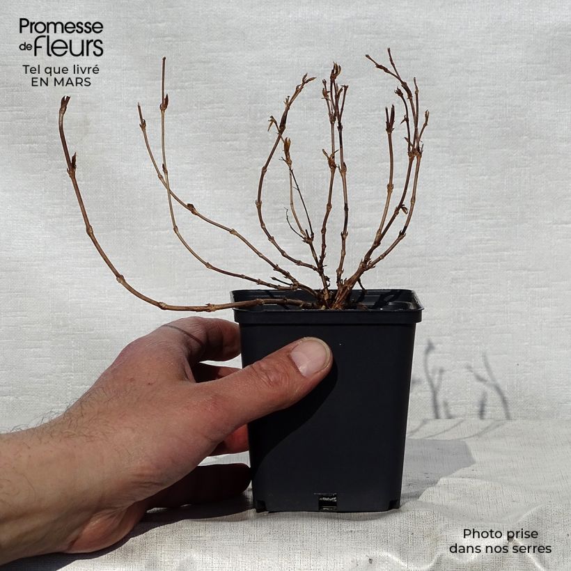 Amostra de Deutzia gracilis Nikko Vaso de 8/9 cm tal como entregue na primavera