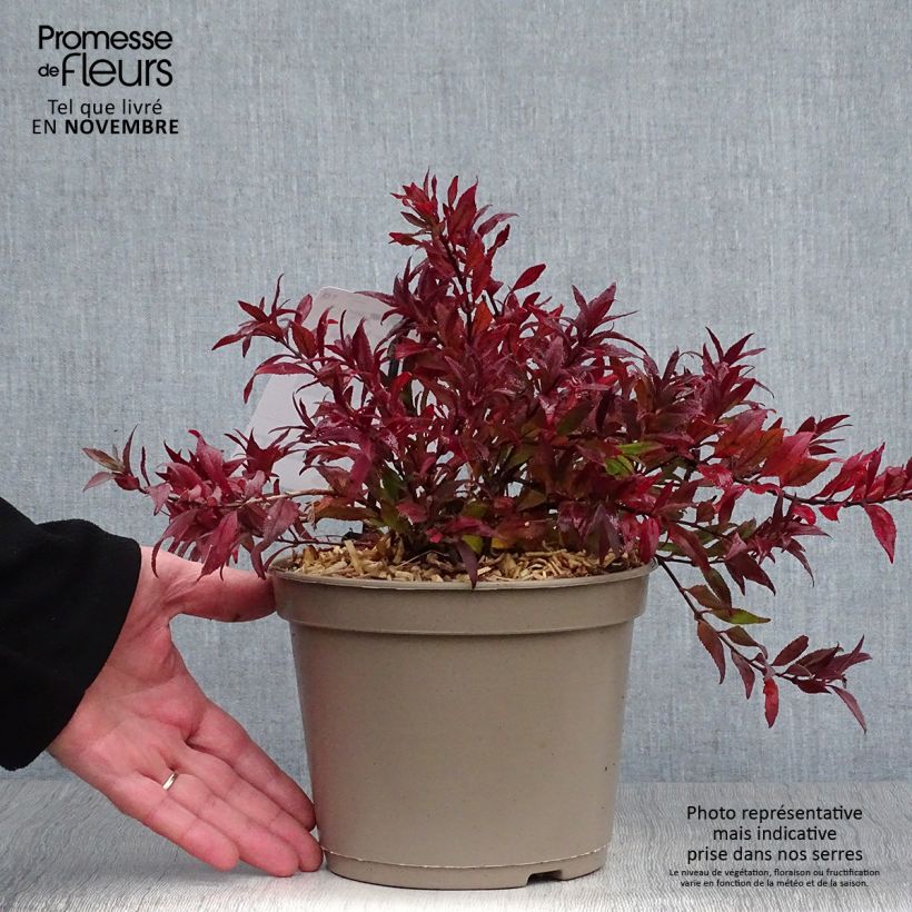 Amostra de Deutzia gracilis Nikko Vaso de 2 L/3 L tal como entregue no outono