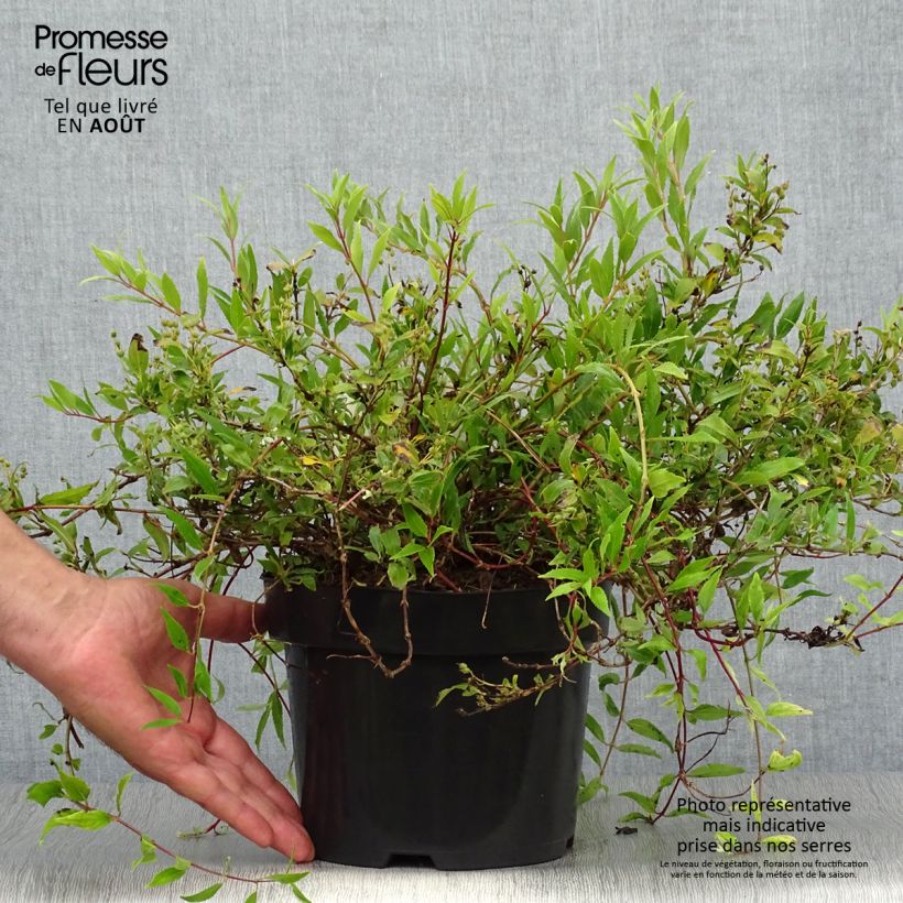 Amostra de Deutzia gracilis Nikko Vaso de 2 L/3 L tal como entregue no verão