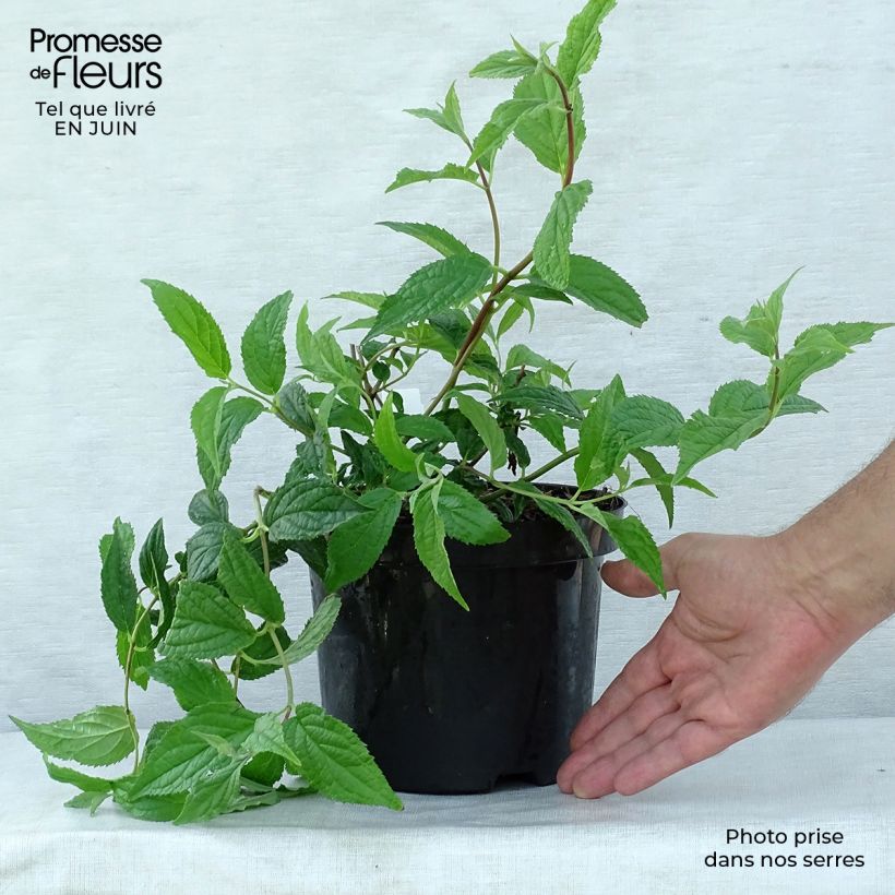 Amostra de Deutzia Mont Rose Vaso de 2 L/3 L tal como entregue no verão