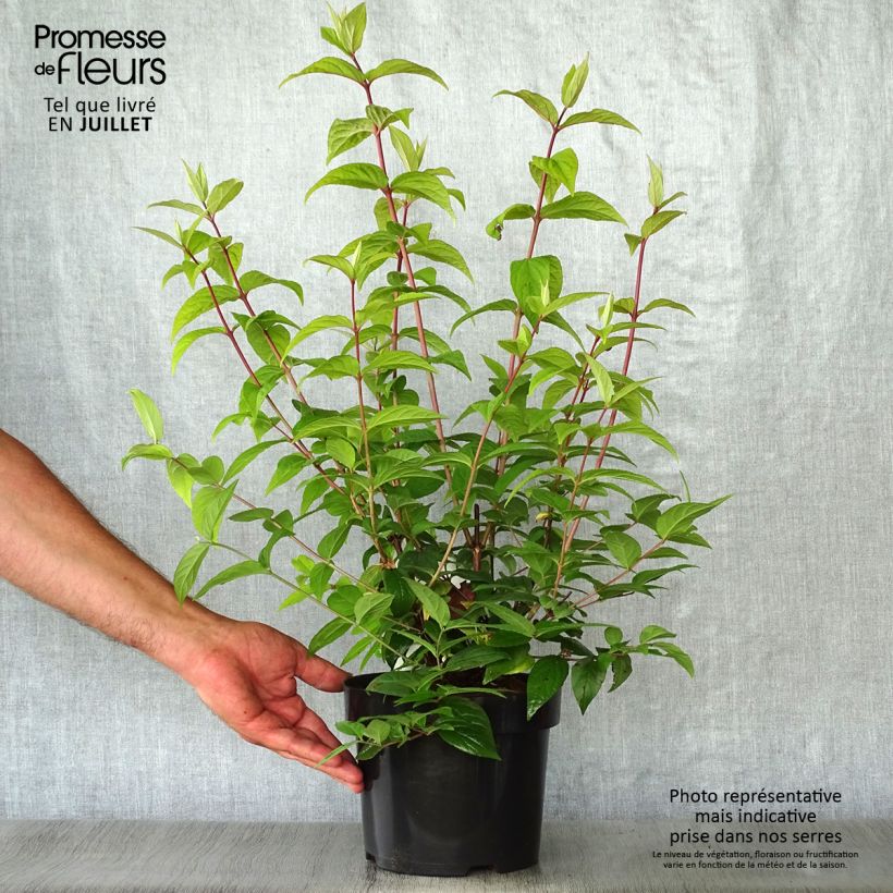 Amostra de Deutzia Strawberry Fields Vaso de 2 L/3 L tal como entregue no verão