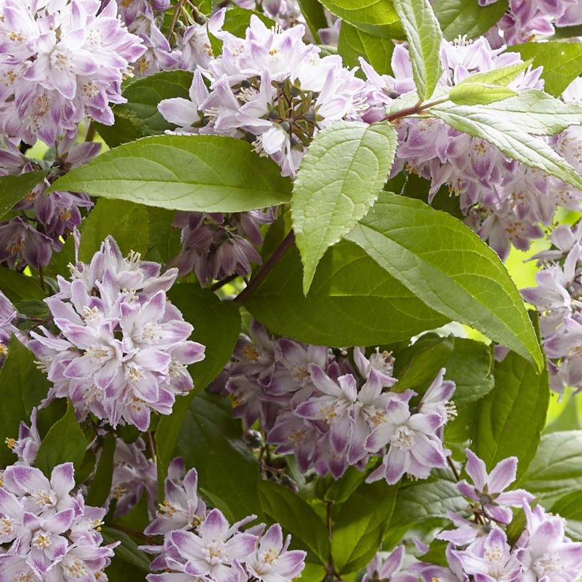 Deutzia Raspberry Sundae (Folhagem)