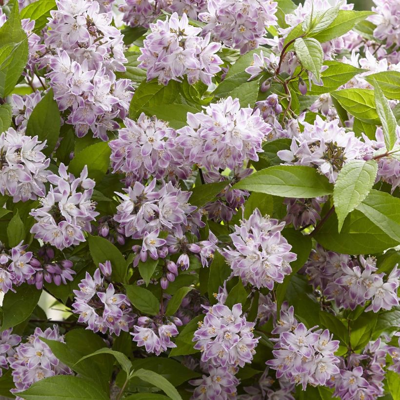 Deutzia Raspberry Sundae (Floração)