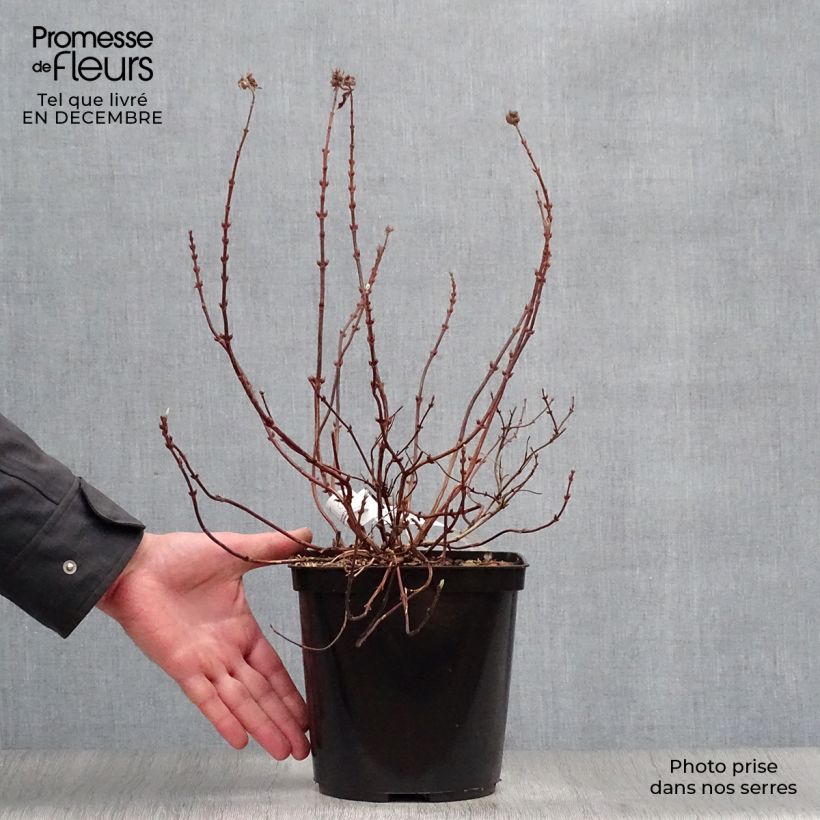 Amostra de Deutzia Raspberry Sundae Vaso de 3 L/4 L tal como entregue no inverno