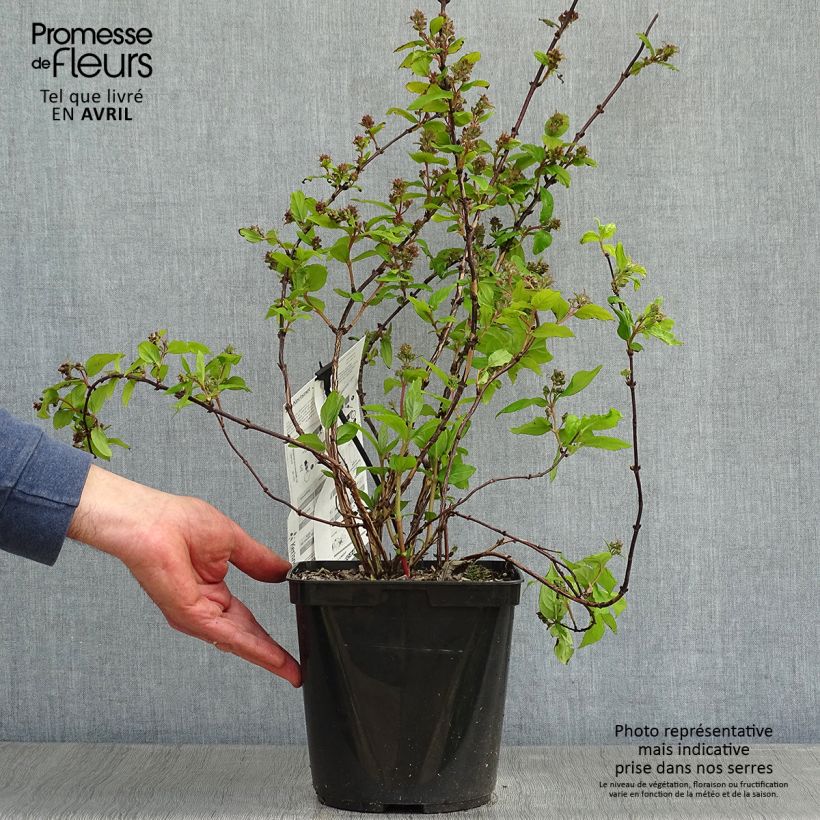 Amostra de Deutzia Raspberry Sundae Vaso de 3 L/4 L tal como entregue na primavera