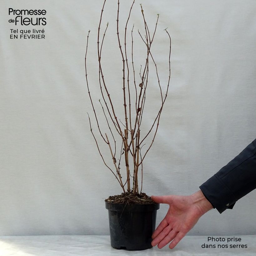 Amostra de Deutzia magnifica Vaso de 2 L/3 L tal como entregue no inverno