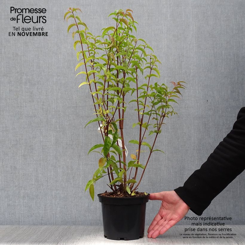 Amostra de Deutzia magnifica Vaso de 2 L/3 L tal como entregue no outono