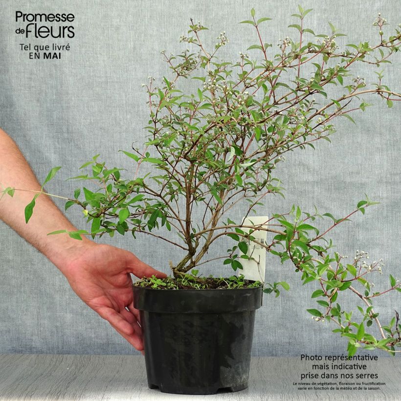 Amostra de Deutzia monbeigii Vaso de 2 L/3 L tal como entregue na primavera
