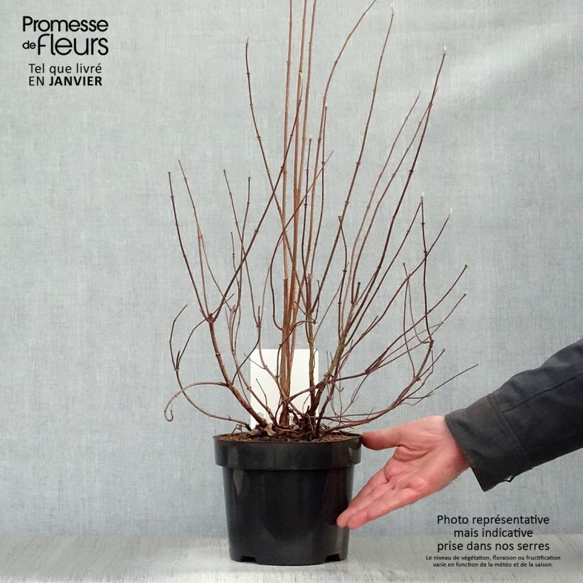 Amostra de Deutzia pulchra Vaso de 2 L/3 L tal como entregue no inverno
