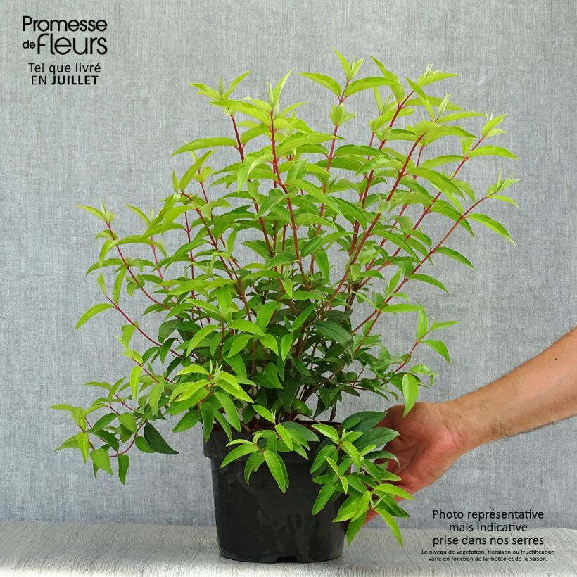Amostra de Deutzia pulchra Vaso de 2 L/3 L tal como entregue no verão