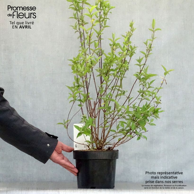 Amostra de Deutzia pulchra Vaso de 2 L/3 L tal como entregue na primavera