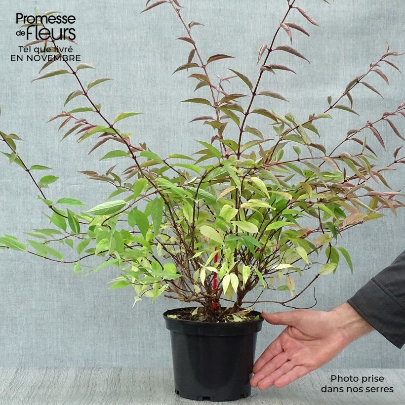 Amostra de Deutzia purpurascens Kalmiiflora Vaso de 3 L/4 L tal como entregue no outono