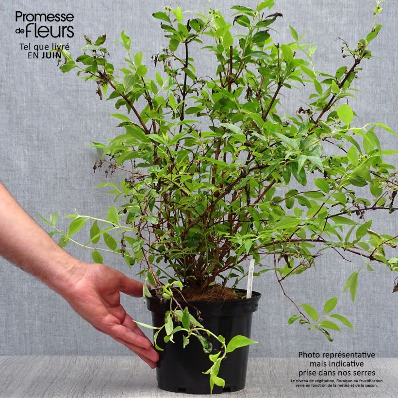Amostra de Deutzia purpurascens Kalmiiflora Vaso de 3 L/4 L tal como entregue no verão
