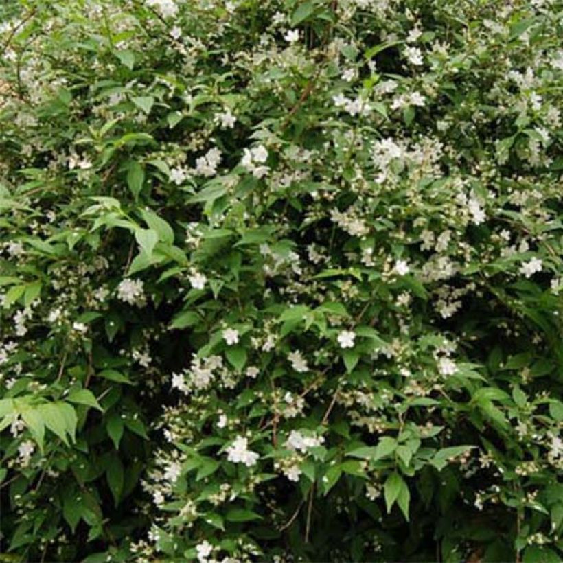 Deutzia rosea Campanulata (Folhagem)