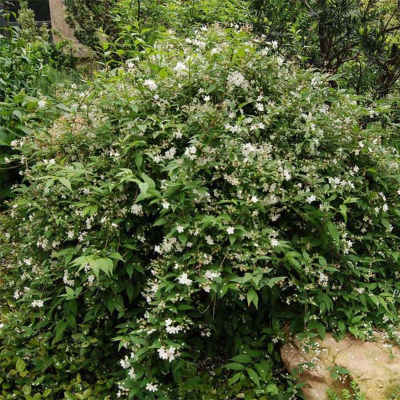 Deutzia rosea Campanulata (Hábito)