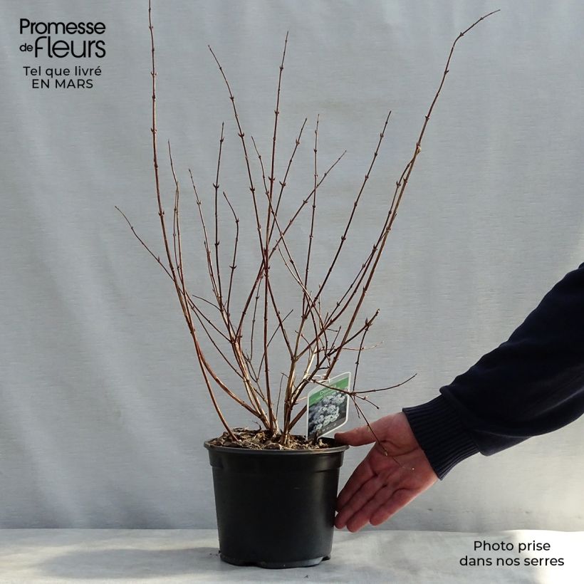 Amostra de Deutzia rosea Campanulata Vaso de 2 L/3 L tal como entregue na primavera