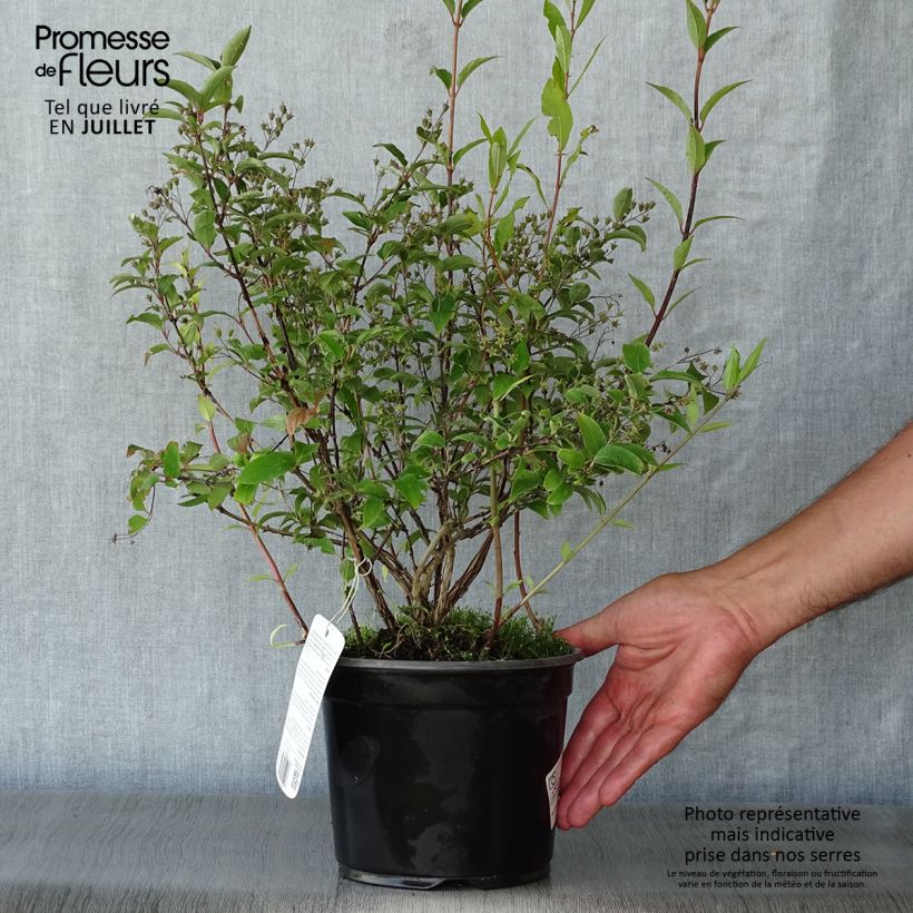 Amostra de Deutzia rosea Campanulata Vaso de 2 L/3 L tal como entregue no verão