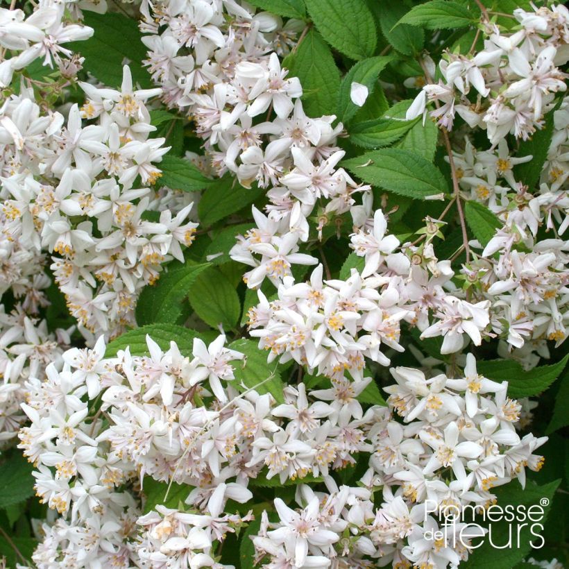 Deutzia scabra (Floração)