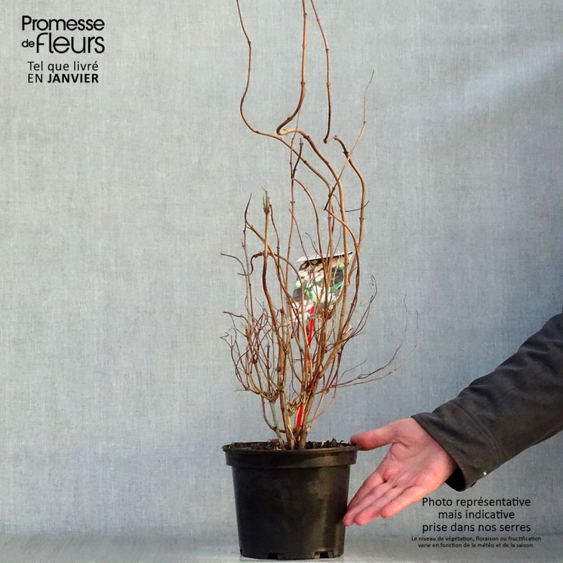 Amostra de Deutzia scabra Codsall Pink Vaso de 2 L/3 L tal como entregue no inverno