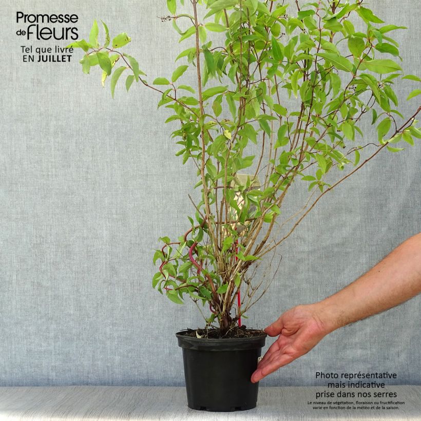 Amostra de Deutzia scabra Codsall Pink Vaso de 2 L/3 L tal como entregue no verão