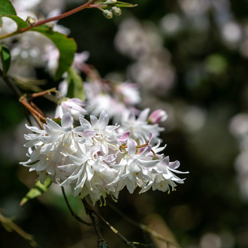 Deutzia scabra Codsall Pink (Floração)