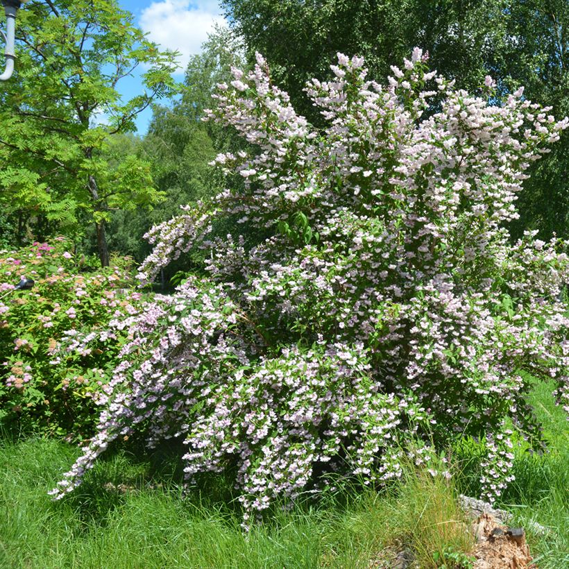 Deutzia scabra Codsall Pink (Hábito)