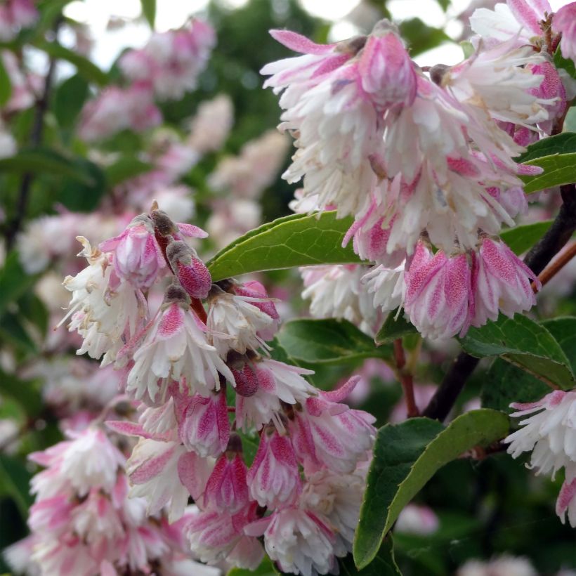 Deutzia scabra Plena (Floração)
