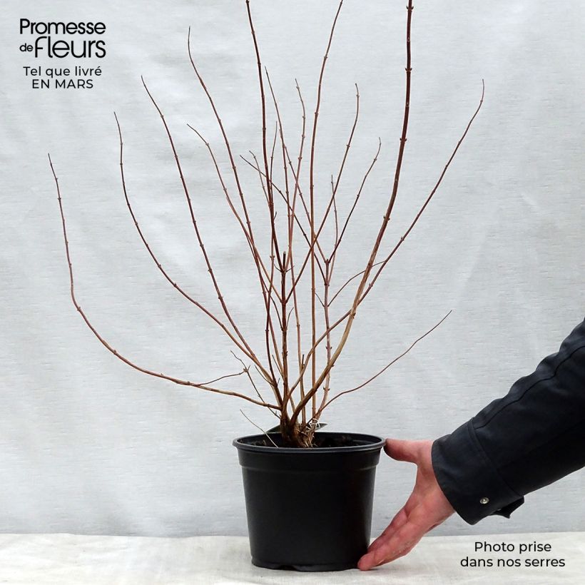 Amostra de Deutzia scabra Plena Vaso de 2 L/3 L tal como entregue na primavera