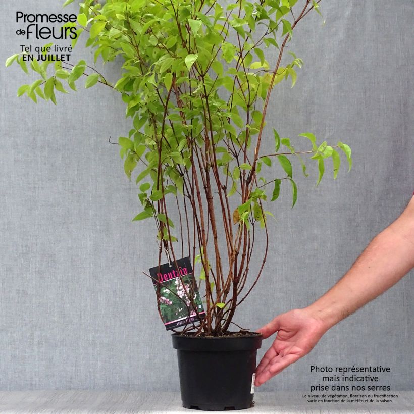 Amostra de Deutzia scabra Plena Vaso de 2 L/3 L tal como entregue no verão