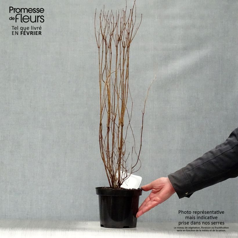 Amostra de Deutzia scabra Plena - Deutzie Vaso de 2 L/3 L tal como entregue no inverno
