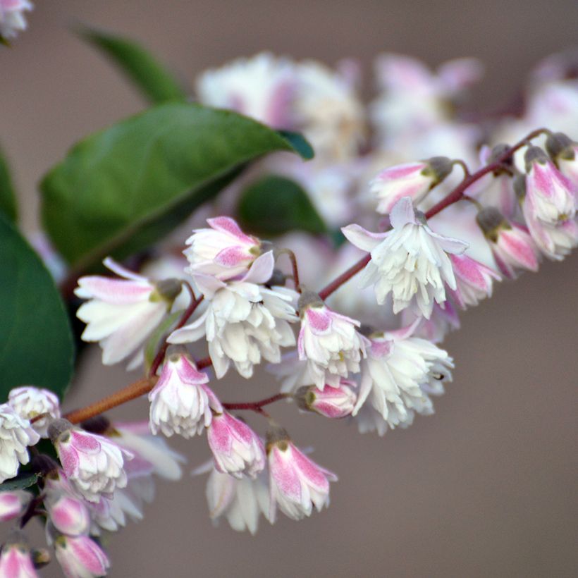 Deutzia scabra Plena (Floração)