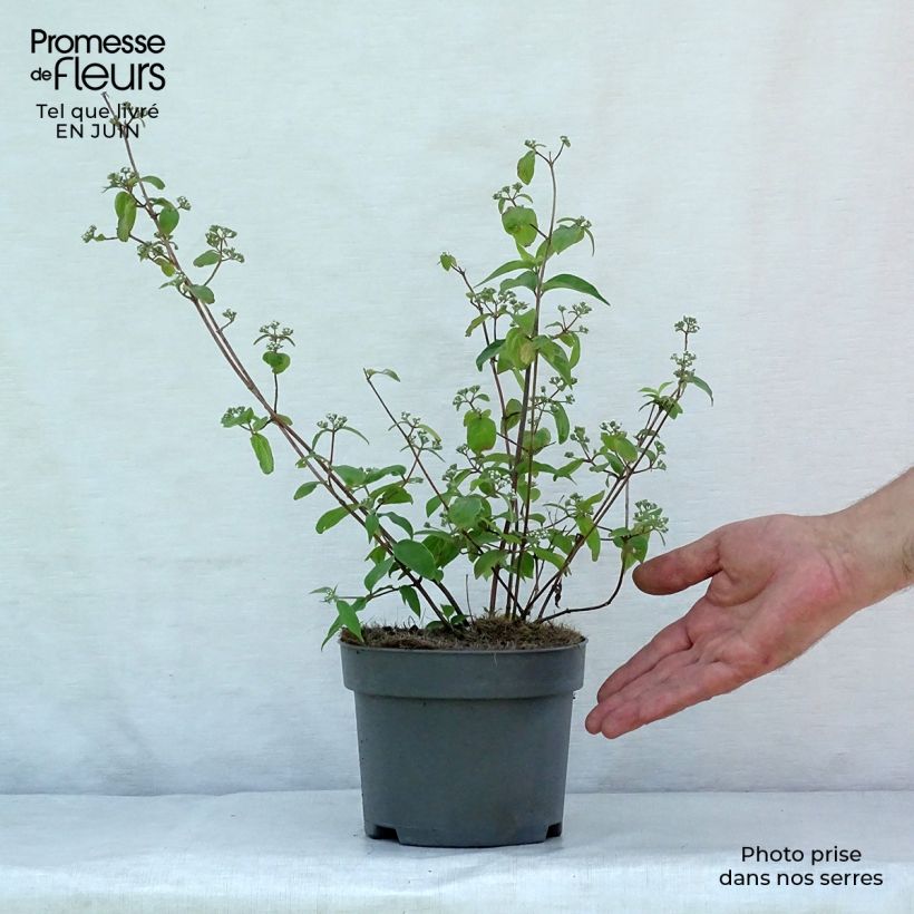 Amostra de Deutzia setchuenensis var. corymbiflora Vaso de 2 L/3 L tal como entregue no verão