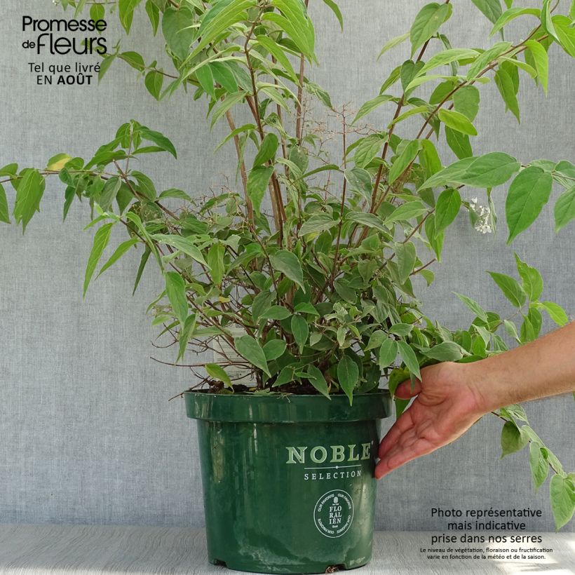 Amostra de Deutzia setchuenensis var. corymbiflora Vaso de 7,5 L/10 L tal como entregue no verão