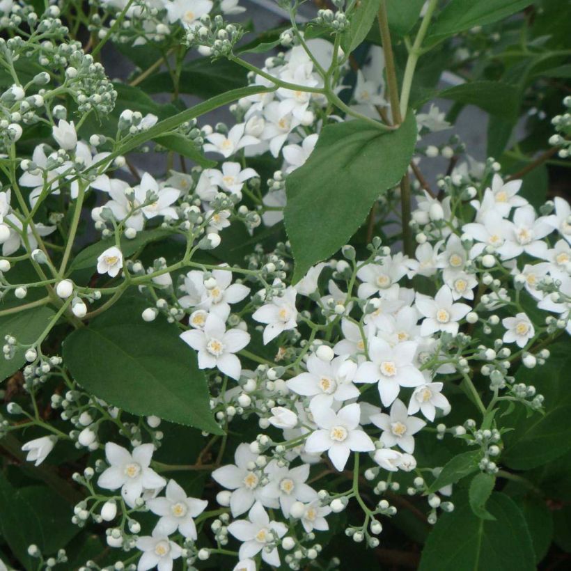 Deutzia setchuenensis var. corymbiflora (Floração)