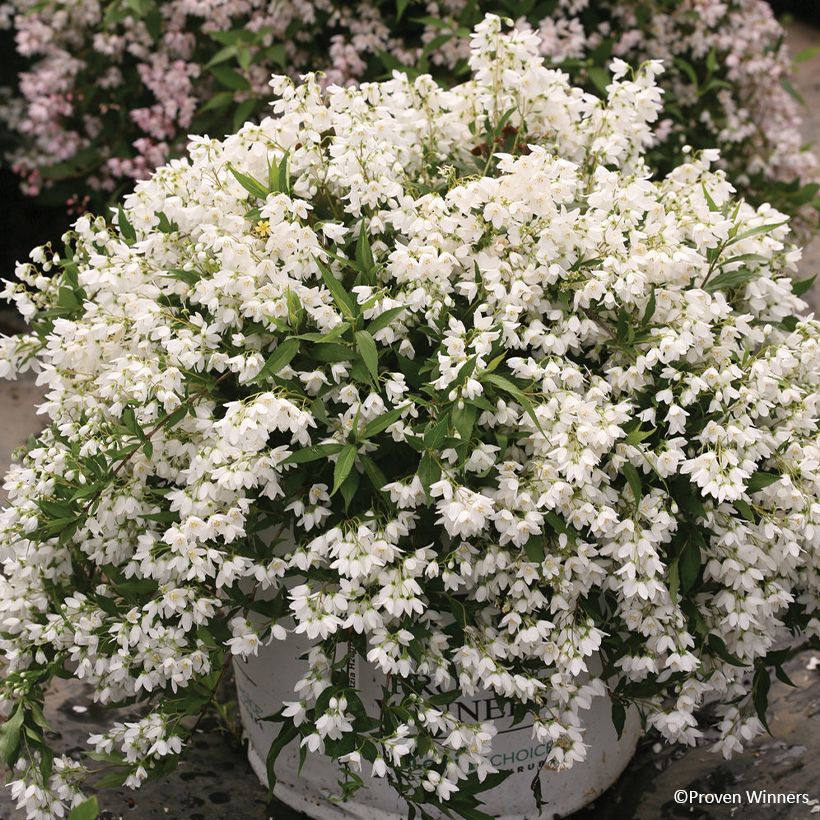 Deutzia Yuki Snowflake (Hábito)