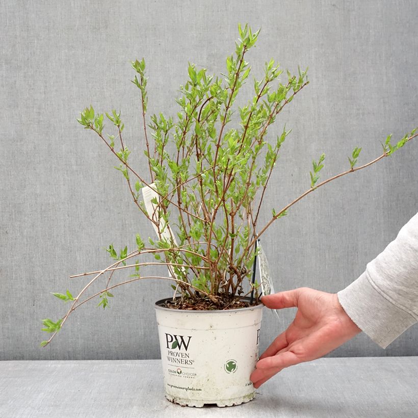 Amostra de Deutzia Yuki Snowflake Vaso de 2 L/3 L tal como entregue na primavera