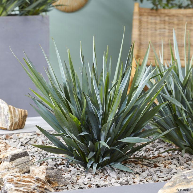 Dianella prunina × revoluta Blue Ripple (Hábito)