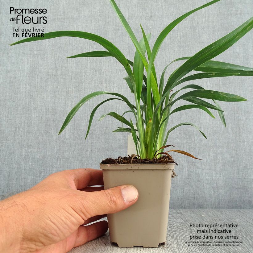 Amostra de Dianella revoluta Blue Stream Vaso de 8/9 cm tal como entregue no outono